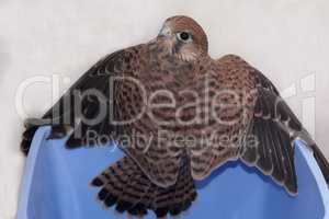 Falcon bird photo texture