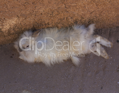 Rabbit laying on the ground photo