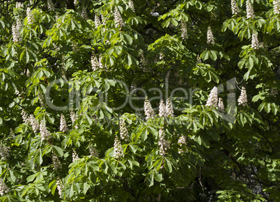 Flower spring blossoming chestnut tree flowers photo