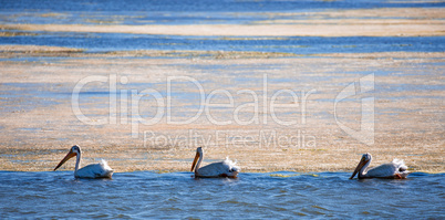 American White Pelicans (Pelecanus erythrorhynchos) wading in mossy bay