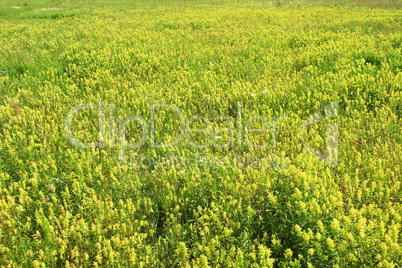 summer field with a lot of Linaria vulgaris flowers