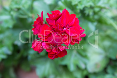 Red geranium flower