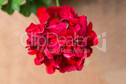 Red geranium flower