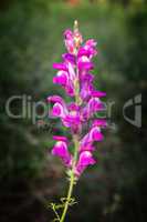 Crimson antirrhinum (snapdragon) flower