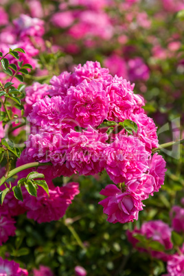 Pink blooming rose bush