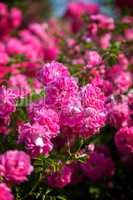 Pink blooming rose bush