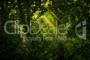 Rays of sunlight and Green Forest