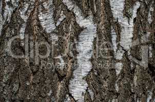 Structure, background of birch bark