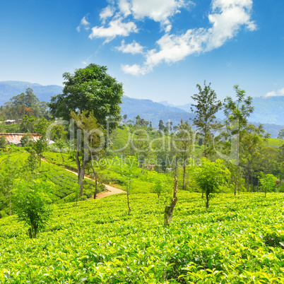 tea plantation on the picturesque hills