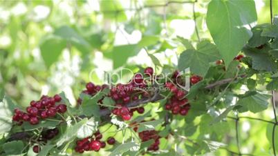 A bush with red berries