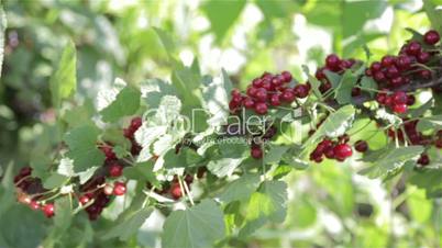 A bush with red berries