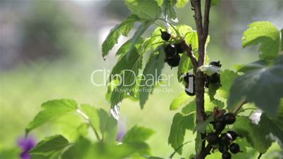 Ripe black berries