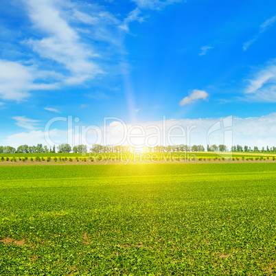 field, sunrise and blue sky