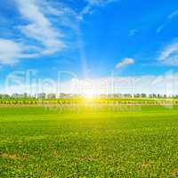 field, sunrise and blue sky