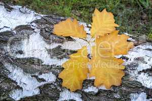 Fallen leaves on the sawn trunk of a birch.