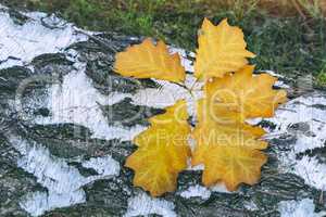 Fallen leaves on the sawn trunk of a birch.