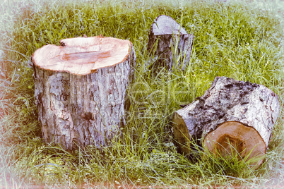 Sawn tree trunk.