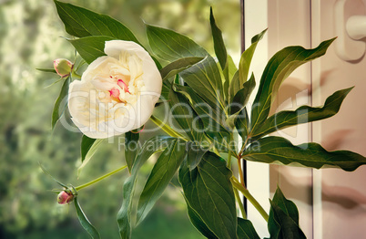 The white peony flower on the windowsill.