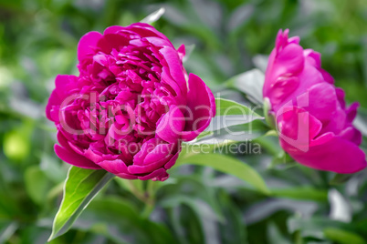 Blooming red peony among green leaves