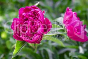 Blooming red peony among green leaves