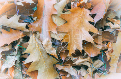 Fallen yellow oak leaves on the background of fallen leaves on t