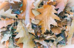 Fallen yellow oak leaves on the background of fallen leaves on t