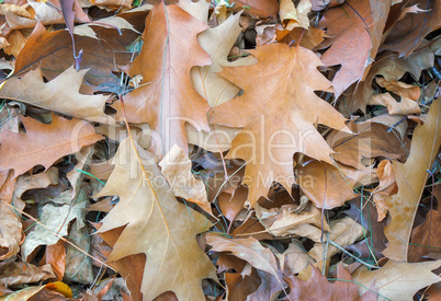 Fallen yellow oak leaves on the background of fallen leaves on t