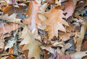 Fallen yellow oak leaves on the background of fallen leaves on t