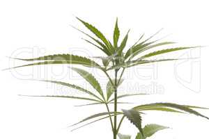 Fresh Marijuana Plant Leaves on White Background