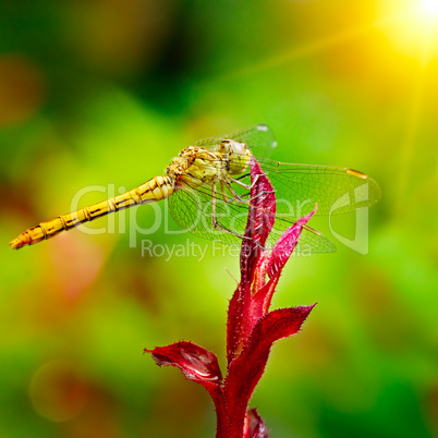 Large dragonfly illuminated by the sun