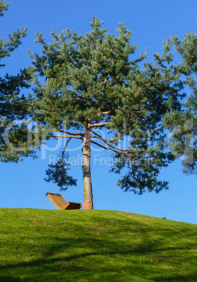 Sitzbank auf Hügel unter Baum und blauem Himmel