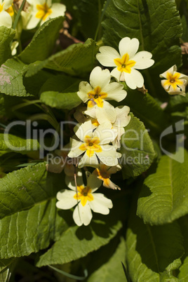 Primrose Primula vulgaris flower photo
