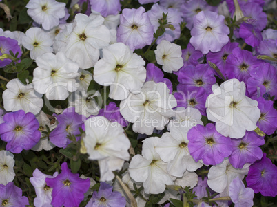 pink and white petunias flowers