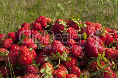 fresh strawberry photo