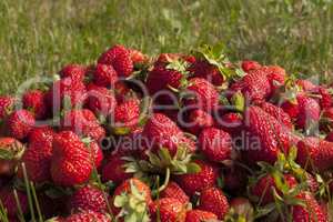 fresh strawberry photo