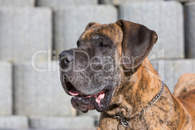 portrait german bulldog