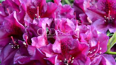 Rhododendron