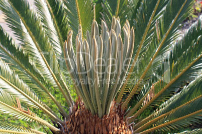 young leaves palm tree on a background of old