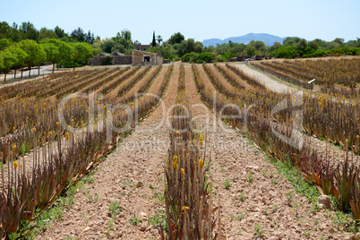 The field of Aloe vera in organic farm, Mallorca, Spain