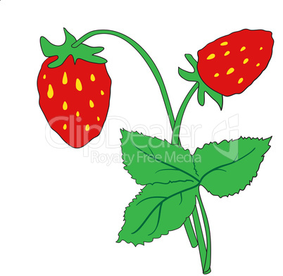 The bush of ripe strawberries