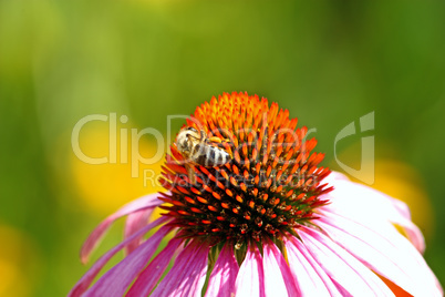 Bee on the flower