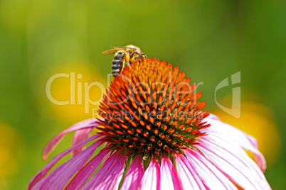 Bee on the flower