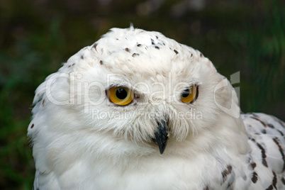 Snowy owl