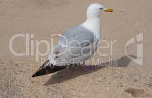 Seagull bird animal