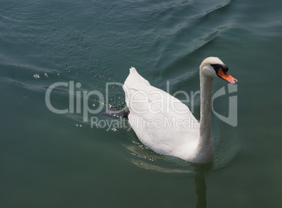 White Swan bird animal