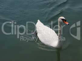 White Swan bird animal