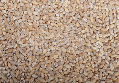 organic wheat grains