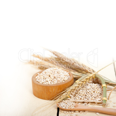 organic wheat grains