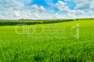 green field and blue sky with light clouds