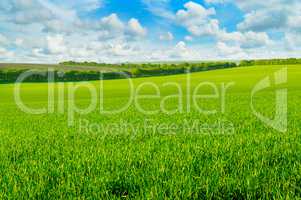 green field and blue sky with light clouds